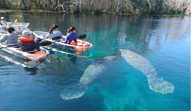 donde-ver-manaties-en-orlando